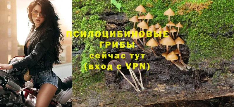 blacksprut ONION  Грязи  Псилоцибиновые грибы Magic Shrooms 